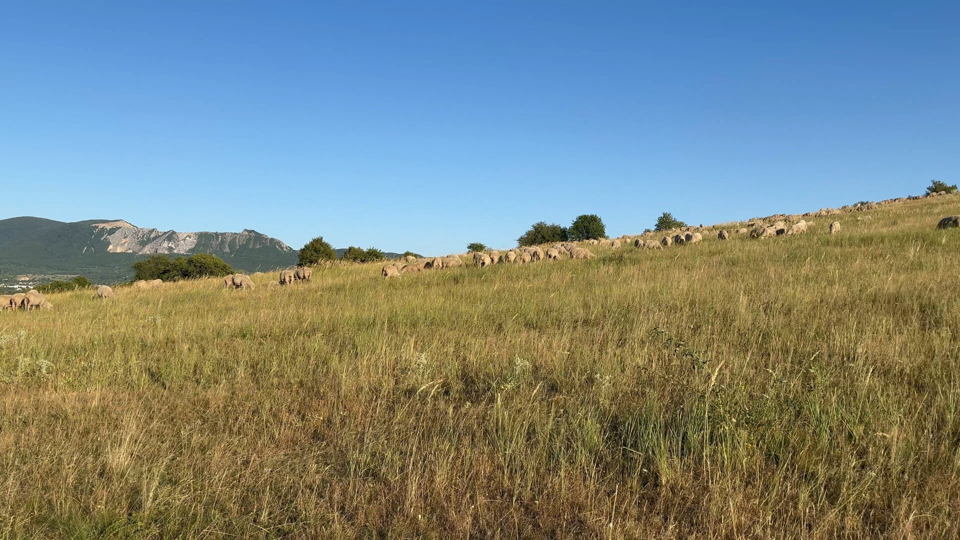 Juhok legelnek a bükki domboldalon