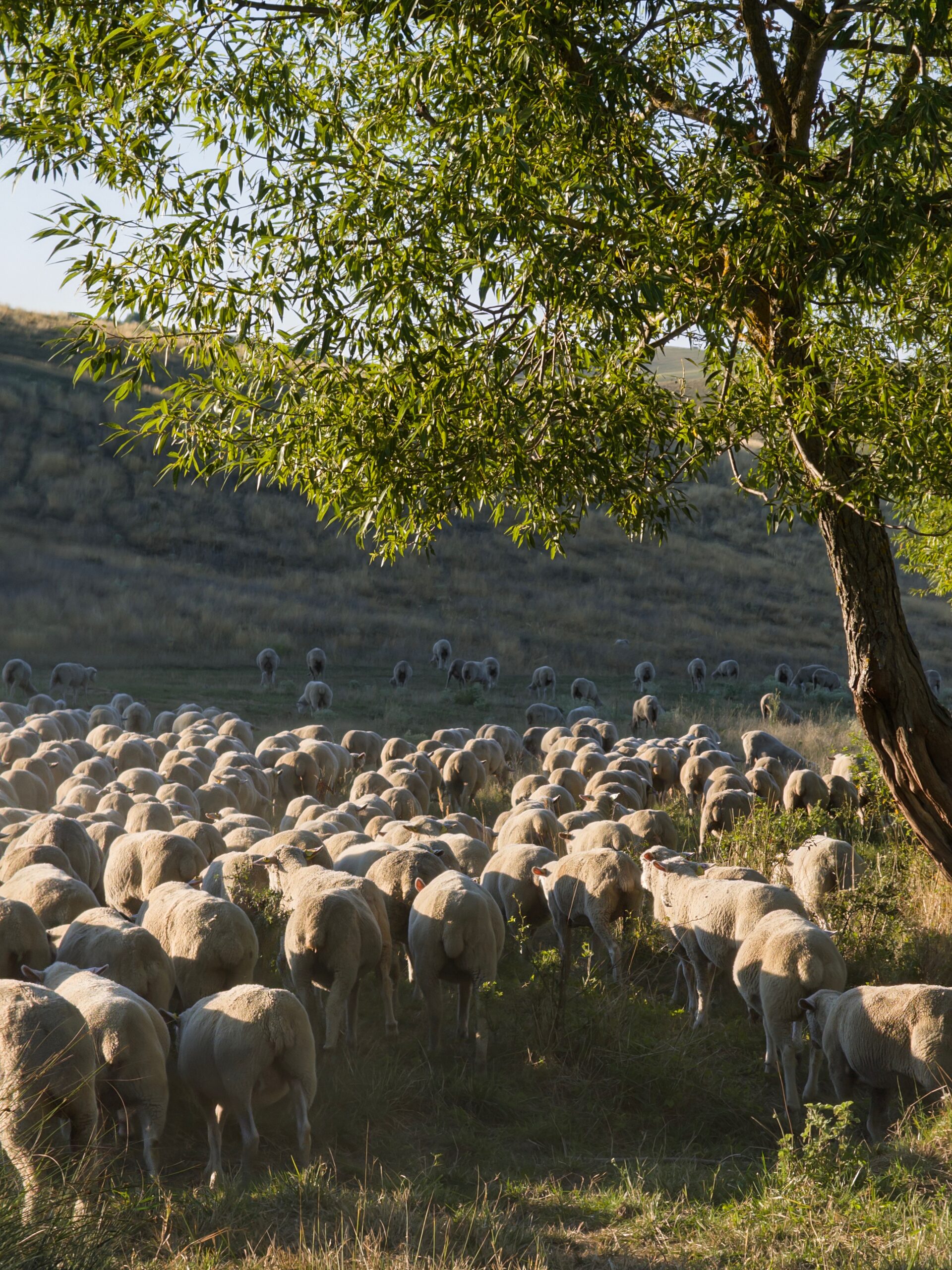 Juhok golden hour-ban