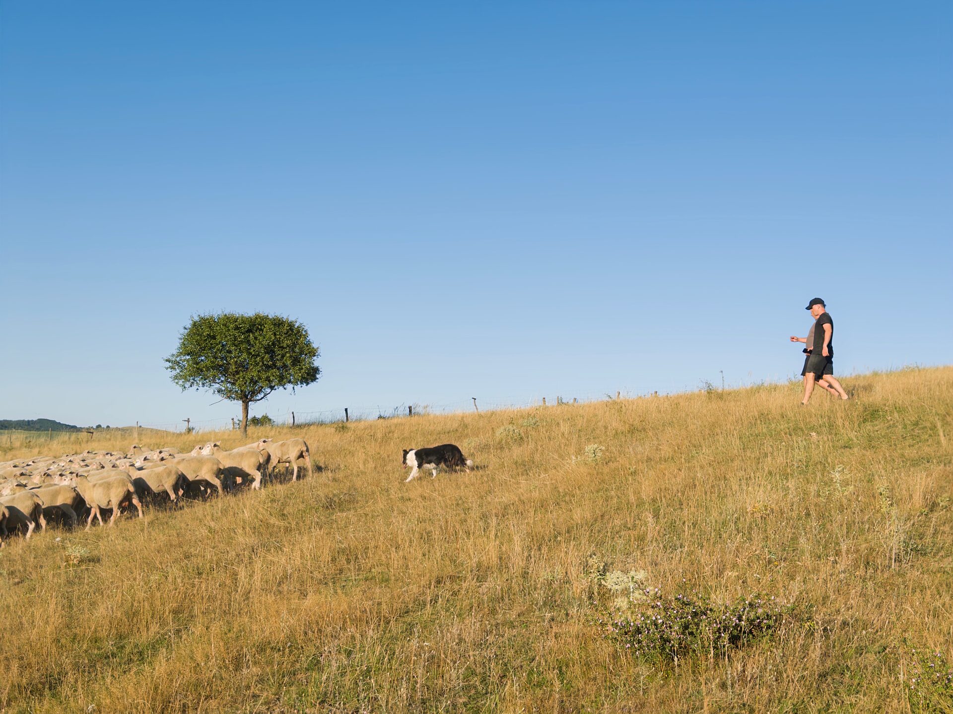 Pásztor border collie-val és juhnyájjal golden hour-ban